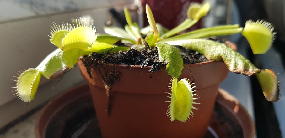 Using de-ionised water with carnivorous plants