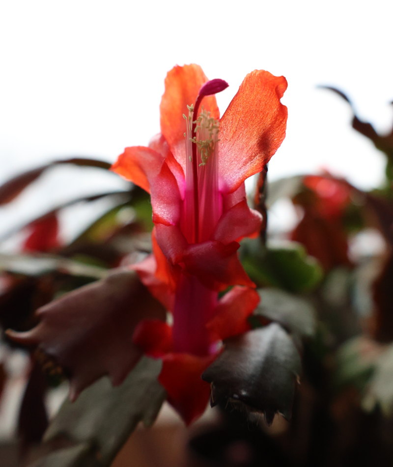 Thanksgiving cactus flowers