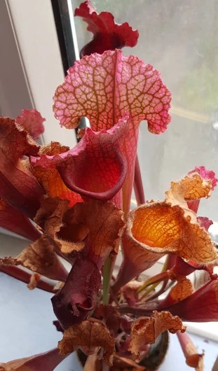 Sarracenia – when to repot?