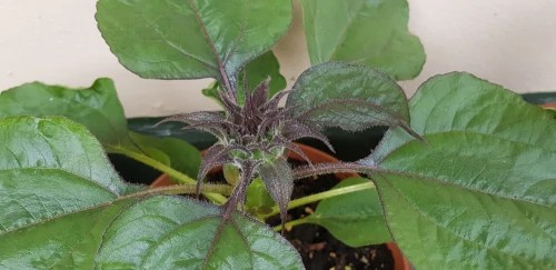 Flower bud of a Ms Mars sunflower plant