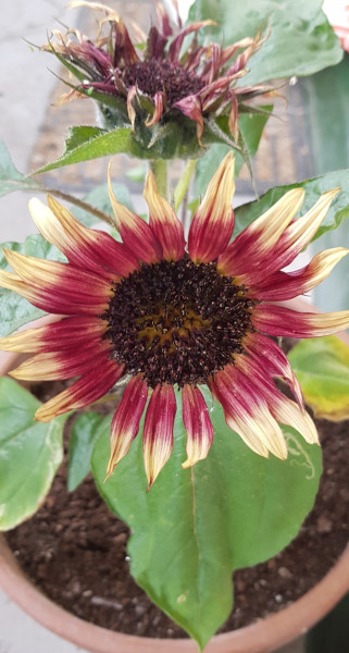 Dwarf sunflowers in&nbsp;bloom