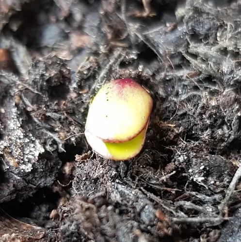 Sunflowers starting up