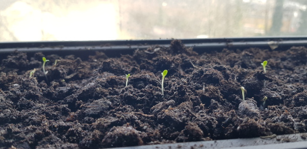 Gem Lettuce shoots