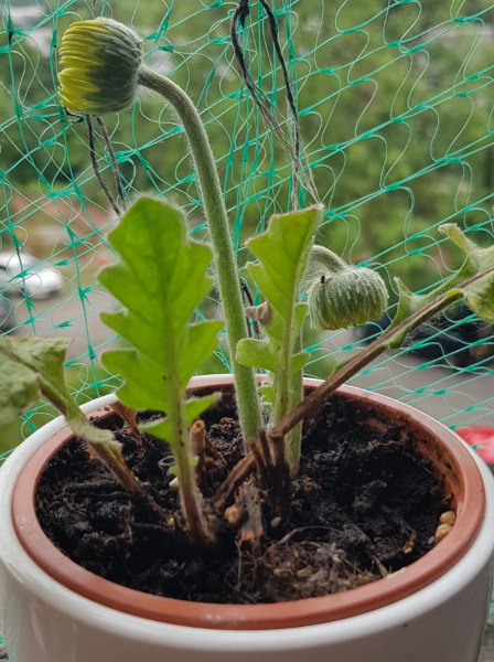 Gerbera daisy new flowers coming&nbsp;up