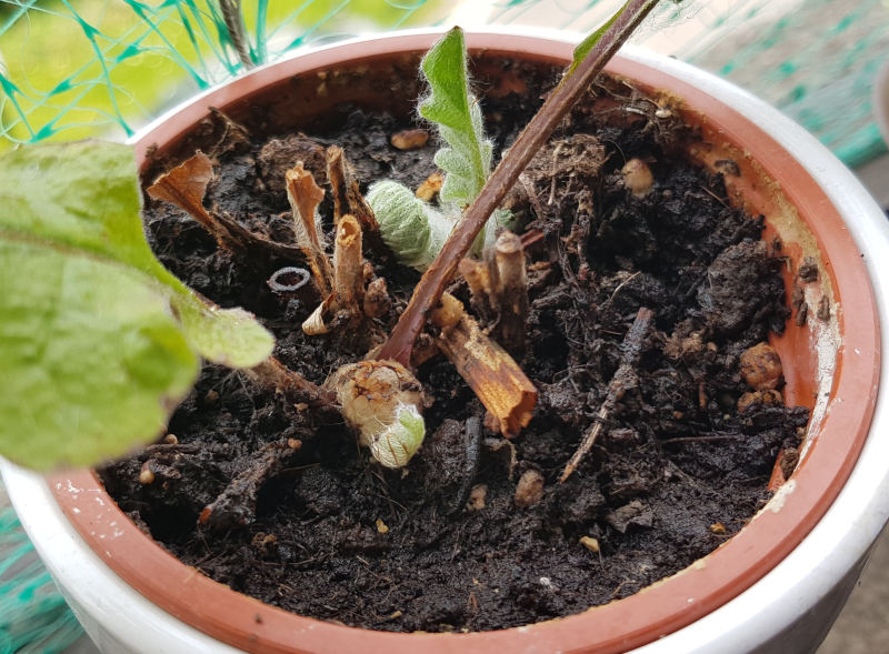 2021 Gerbera wakes&nbsp;up!