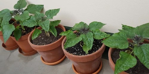 Sunflowers – small but&nbsp;growing