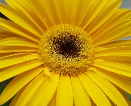 Gerbera daisy flower